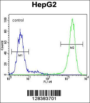 TIGD3 Antibody (C-term)
