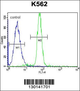 CLIP3 Antibody (C-term)