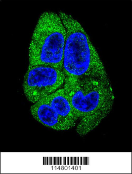 DARS Antibody (N-term)