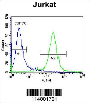 DARS Antibody (N-term)