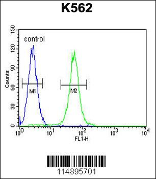 AASS Antibody (C-term)