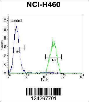 B3GALT5 Antibody (N-term)