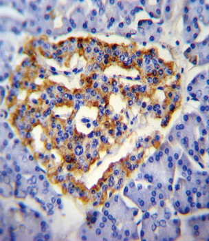CUZD1 Antibody (C-term)