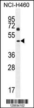 CL029 Antibody (N-term)