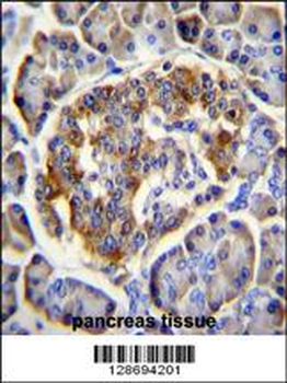CL029 Antibody (N-term)