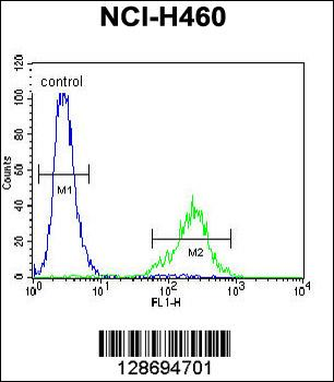 CL029 Antibody (N-term)