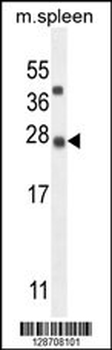 K1143 Antibody (N-term)