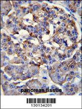LRRC68 Antibody (N-term)