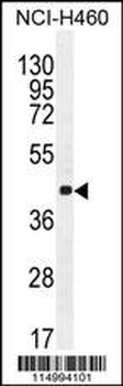 CCNC Antibody (N-term)