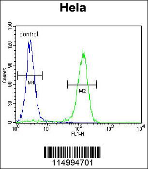 CCNC Antibody (N-term)