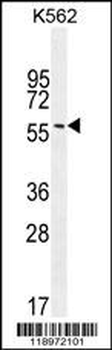 EIF2B4 Antibody (Center K161)
