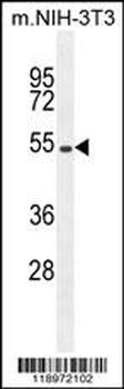EIF2B4 Antibody (Center K161)