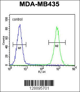 CAMSAP1 Antibody (N-term)