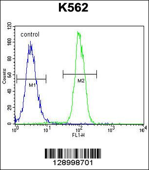ZNF619 Antibody (N-term)