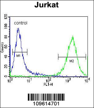 PRMT4 Antibody(Center)
