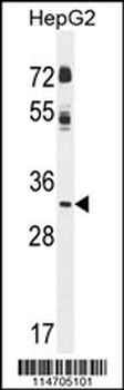 CCNG1 Antibody (N-term)