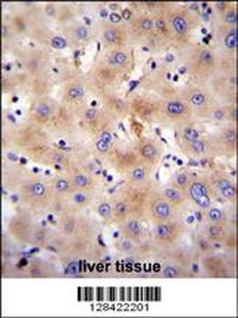 FBXO47 Antibody (N-term)