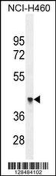 FX4L1 Antibody (N-term)