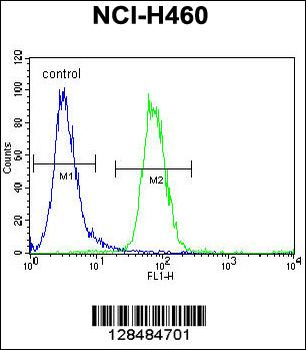 FX4L1 Antibody (N-term)