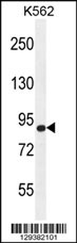 AGAP9 Antibody (N-term)