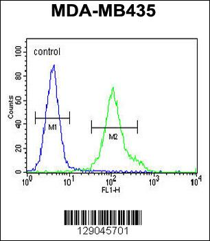 ZNF605 Antibody (N-term)