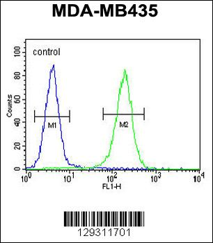 TTLL13 Antibody (Center)