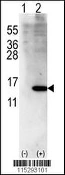 ISG15 Antibody (Center R87)