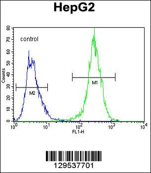 MRFAP1L1 Antibody (Center)