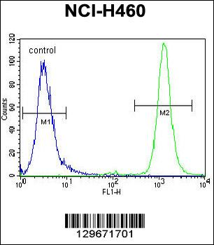 RASSF8 antibody (N-term)