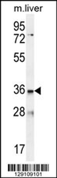 LDLRAD3 Antibody (C-term)