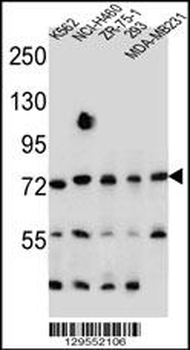SEC14L5 Antibody (Center)