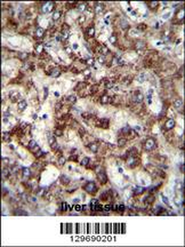 TRIM59 Antibody (N-term)