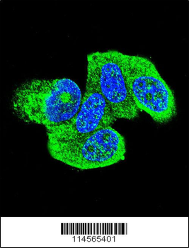 HRAS Antibody (C-term)