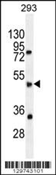 SPDYE5 Antibody (N-term)