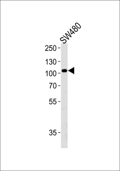 LRP12 Antibody (C-term)