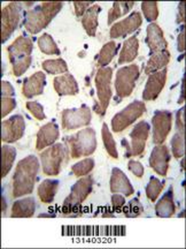 LRP12 Antibody (C-term)