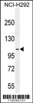 MUC3B Antibody (C-term E881)
