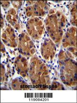 MUC3B Antibody (C-term E881)