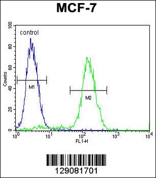 WDR27 Antibody (N-term)