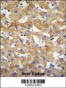 SPACA5 Antibody (Center)