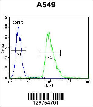 AQP12B Antibody (C-term)