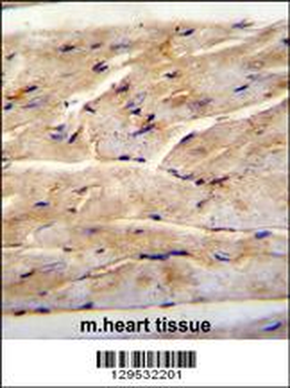 RMD1 Antibody (N-term)