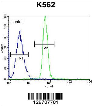 LRRC63 Antibody (C-term)