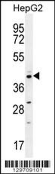 CCNI2 Antibody (Center)
