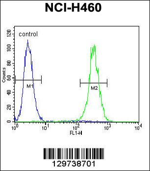 LRRC38 Antibody (C-term)