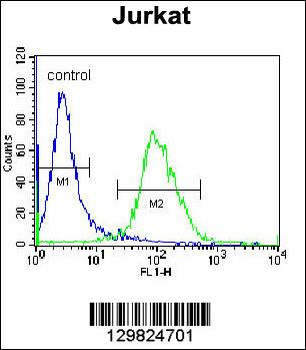 LOC339742 Antibody (C-term)