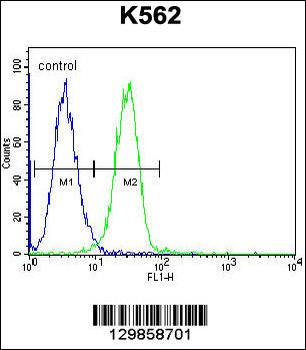 UAP1L1 Antibody (N-term)