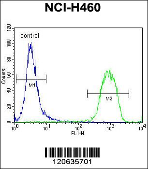 RAD54 Antibody (C-term)
