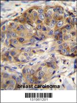 GSR Antibody (C-term)