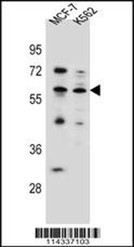 KLF4 Antibody (Center)